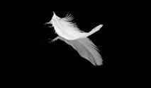 Une Mouette