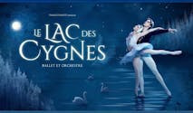 Het Zwanenmeer (Le Lac Des Cygnes)
